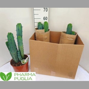 PACHYCEREUS PRINGLEI