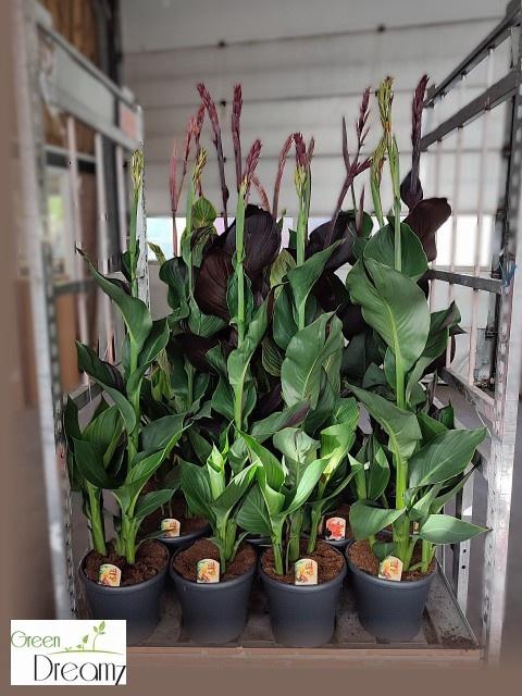 <h4>CANNA CANNOVA GEM</h4>