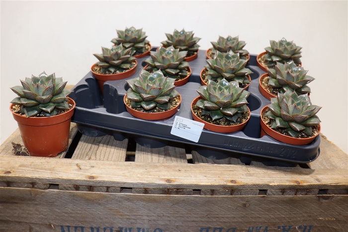 <h4>Echev Purpusorum</h4>