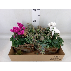 Arr.   Tuinplanten L%