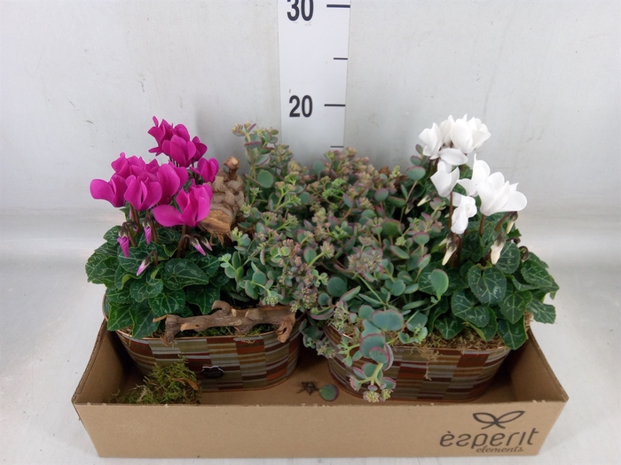 <h4>Arr.   Tuinplanten L%</h4>