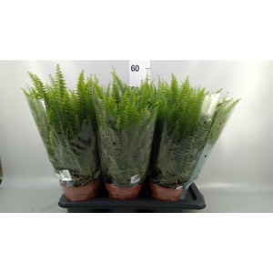 Nephrolepis exal. 'Green Lady'