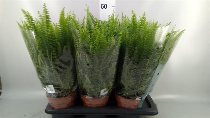 <h4>Nephrolepis exal. 'Green Lady'</h4>