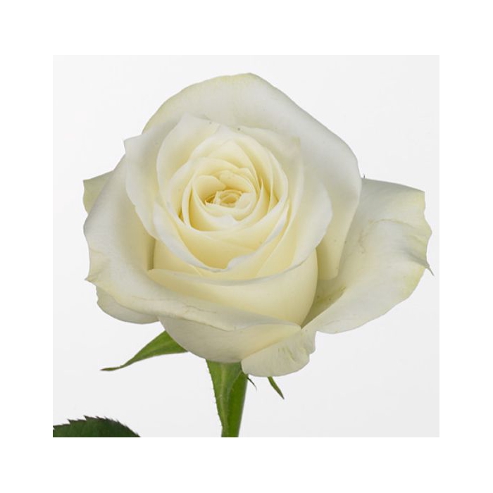 <h4>Rosa Proud</h4>