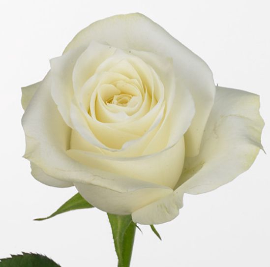 Rosa Proud