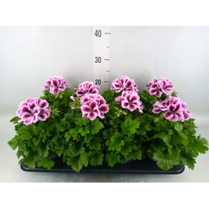 Pelargonium gran.   ..