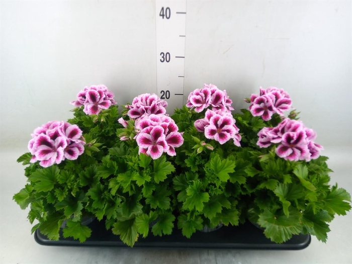<h4>Pelargonium gran. ..</h4>