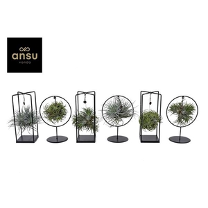 Tillandsia Cube/Ring mix (Medium) EURODOOS