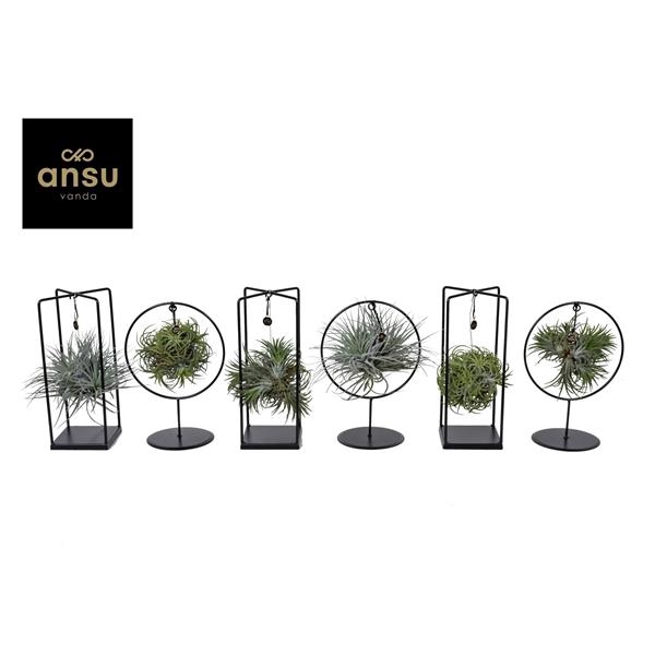 <h4>Tillandsia Cube/Ring mix (Medium) EURODOOS</h4>