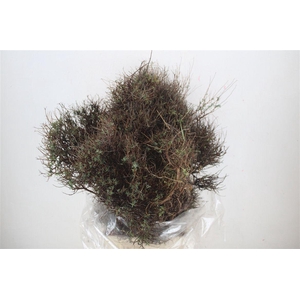 Euph Spinoza Long 500gr P Bunch