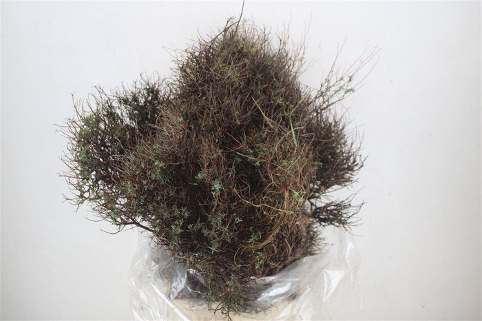 <h4>Euph Spinoza Long 500gr P Bunch</h4>