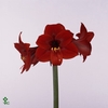 AMARYLLIS RAPIDO