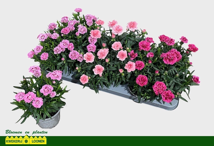 <h4>DIAN OSC GEM</h4>