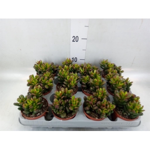 Crassula ovata 'Gandalf'