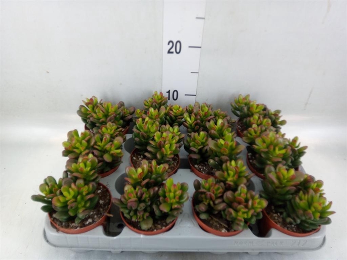 <h4>Crassula ovata 'Gandalf'</h4>