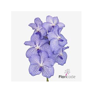 Vanda kanchana angelite