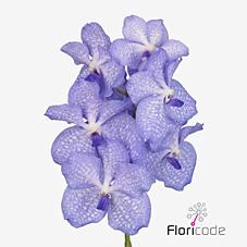 <h4>Vanda kanchana angelite</h4>