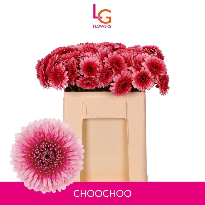 <h4>Germini Pomponi Choochoo Water</h4>