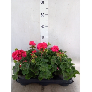 Pelargonium zona.   ...F1