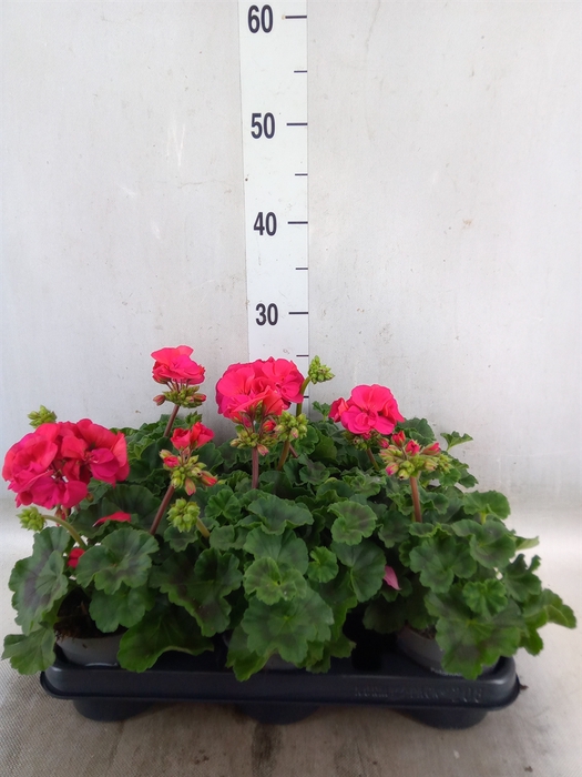 <h4>Pelargonium zona.   ...F1</h4>