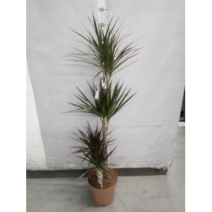 Dracaena marg. 'Magenta'