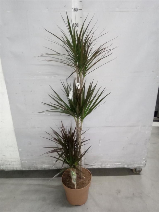 <h4>Dracaena marg. 'Magenta'</h4>