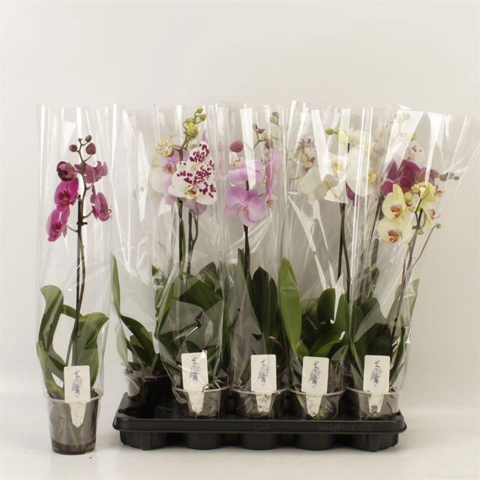 <h4>PHAL GEM 6 KL</h4>