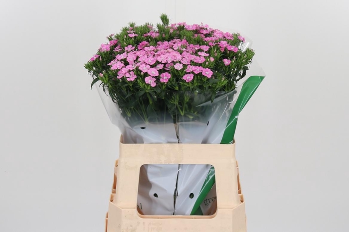 <h4>Di Barb Am Rose</h4>