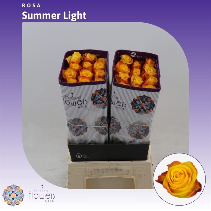 <h4>Rosa gr Summerlight</h4>