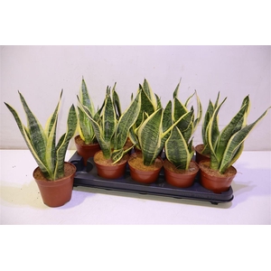 arr8 Sansev Futura Superb