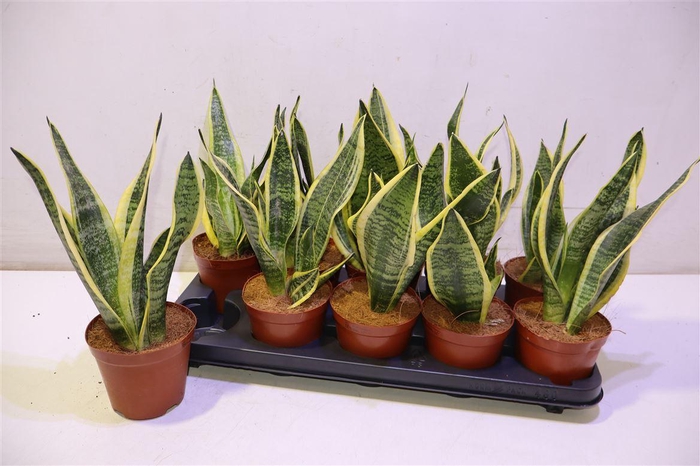 <h4>arr8 Sansev Futura Superb</h4>