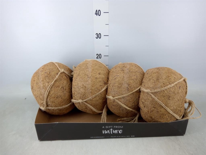 <h4>Pot   ...versierd H%</h4>