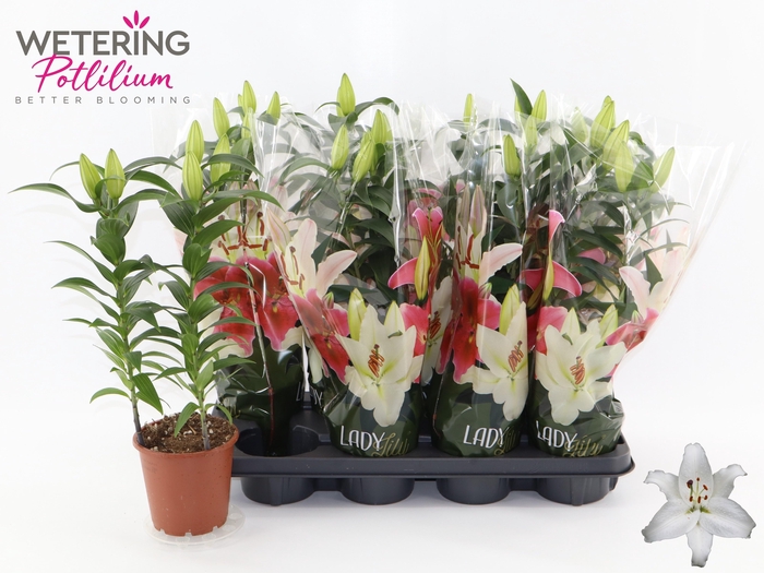 <h4>LIL OR SUN BAHAMAS</h4>