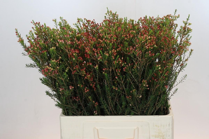 <h4>Chamelaucium Adi</h4>