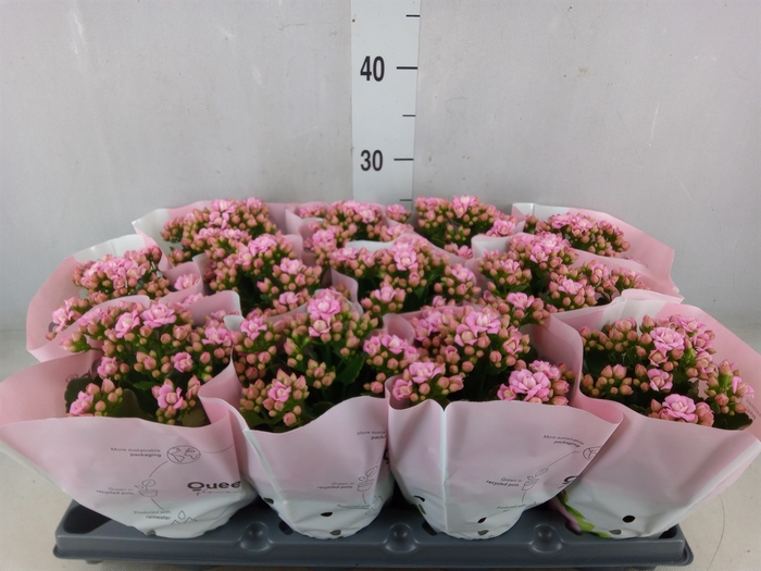<h4>Kalanchoe   ...</h4>