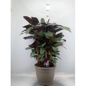 Ctenanthe setosa 'Compactstar'