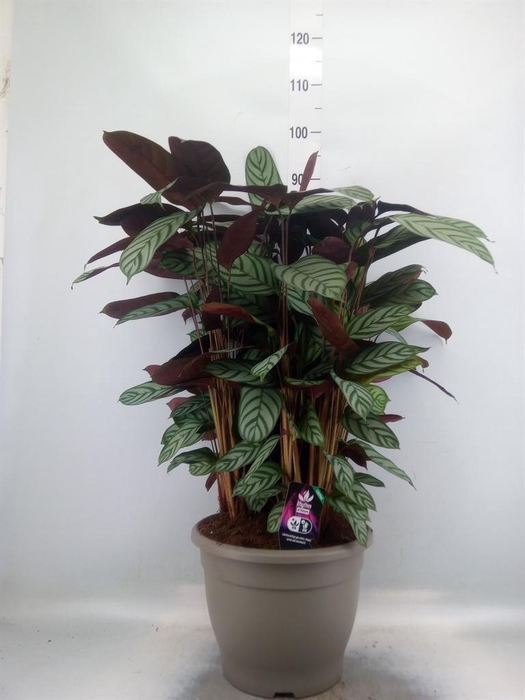 <h4>Ctenanthe setosa 'Compactstar'</h4>
