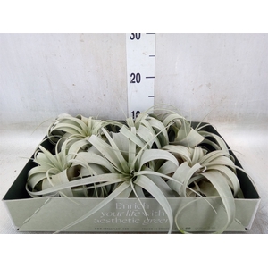 Tillandsia xerographica