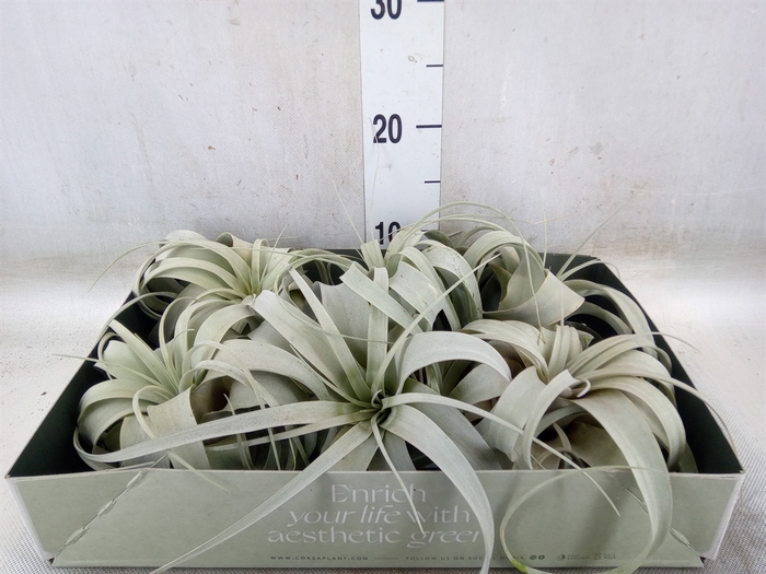 <h4>Tillandsia xerographica</h4>