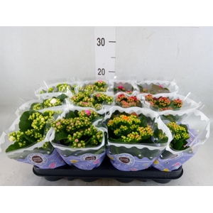 Kalanchoe blos.   ..rosebud mix  5