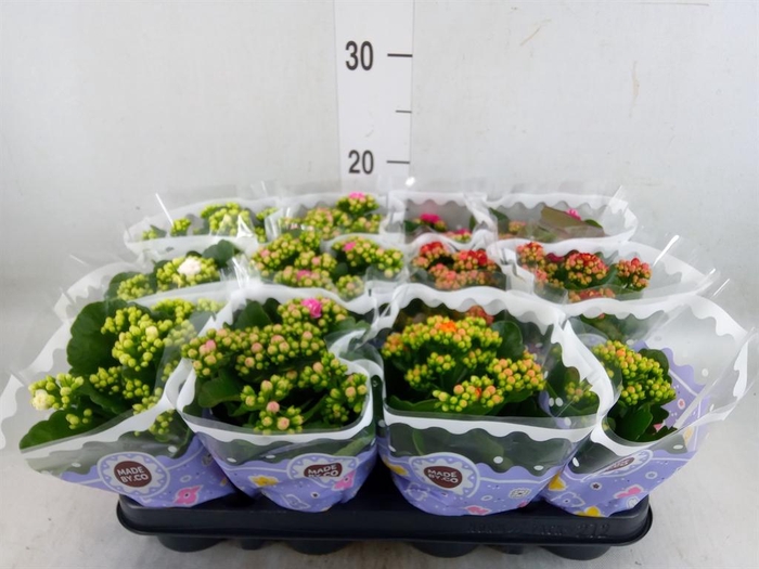 <h4>Kalanchoe blos.   ..rosebud mix  5</h4>