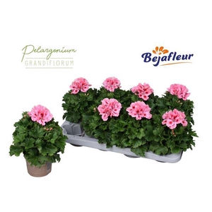 PELAR GRANDI ELEGANCE FENNA P12