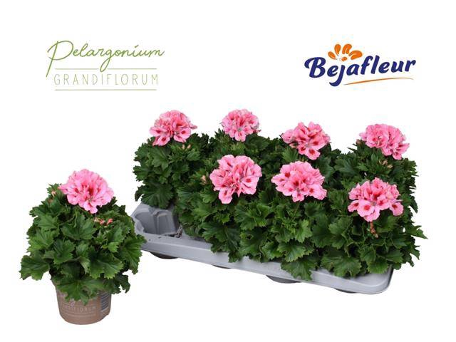 <h4>PELAR GRANDI ELEGANCE FENNA P12</h4>