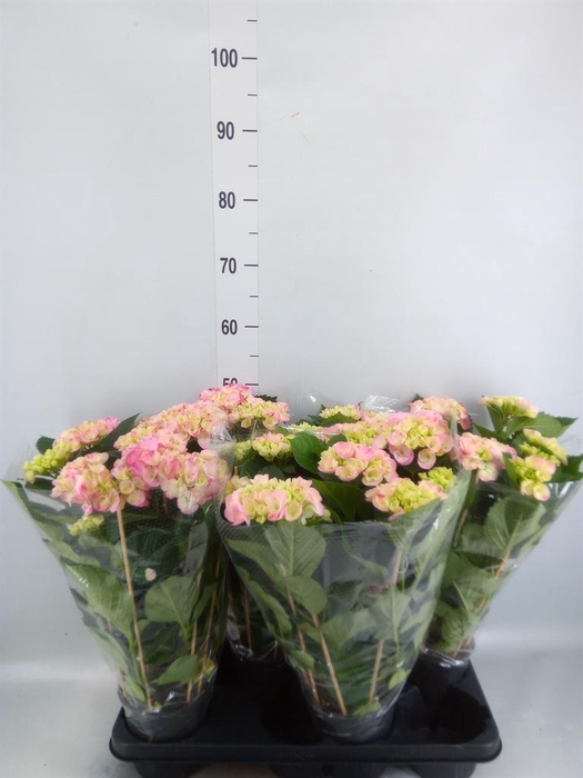 <h4>Hydrangea mac. 'Hovaria'</h4>