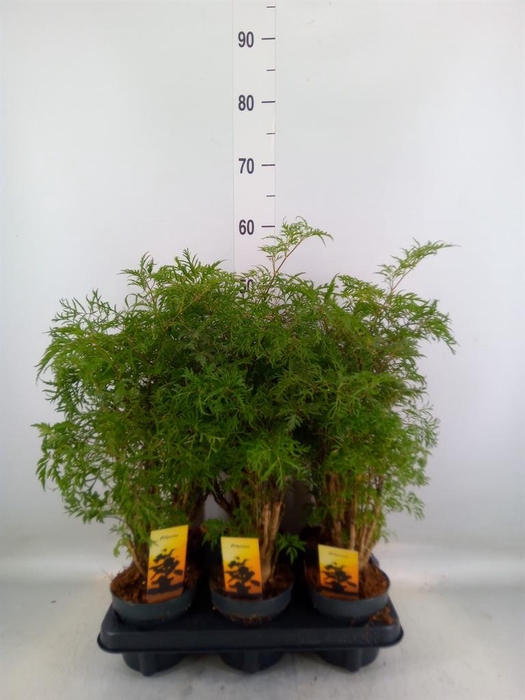 <h4>Polyscias fruticosa</h4>