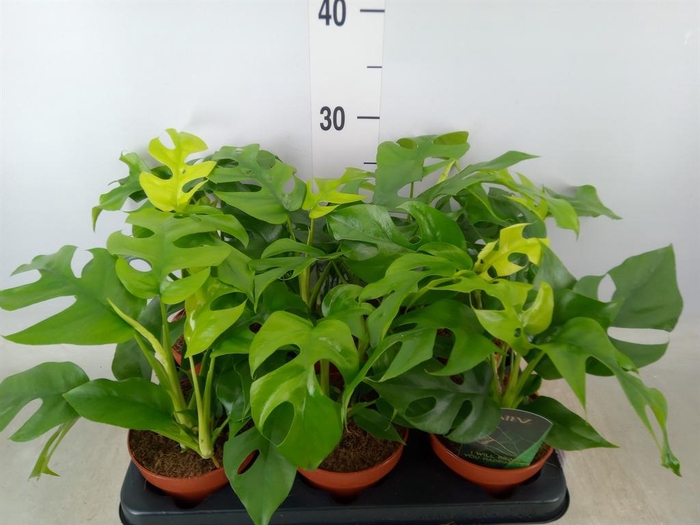 <h4>Rhaphidophora tetrasperma</h4>