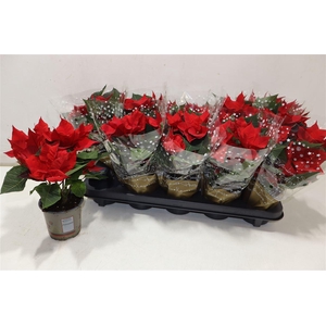 arr8 Euphor P Chr Univers