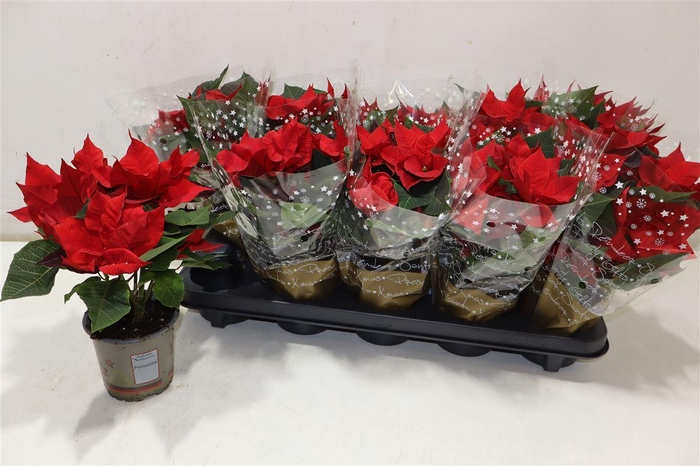 <h4>arr8 Euphor P Chr Univers</h4>