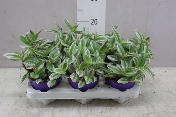 <h4>Tradescantia Nanoek Wit</h4>