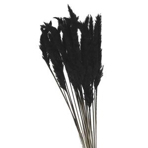 Dried flowers Pampass grass fluffy 80cm